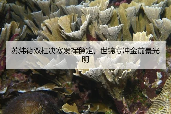 su-wei-de-shuang-gang-jue-sai-fa-hui-wen-ding-shi-jin-sai-chong-jin-qian-jing-guang-ming-3-902.jpg